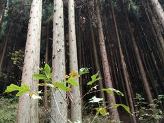 -山王坪喀斯特国家生态公园