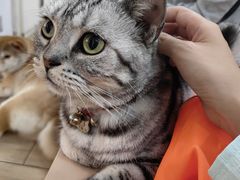 -李小姐の猫咖啡馆(五角场店)