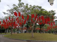 -深圳湾公园(南山区)