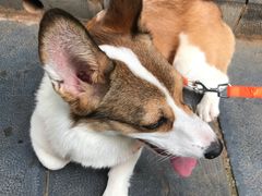 -丁记面馆(凤凰店)