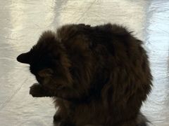 -藏猫猫咖啡主题馆(中央大道店)