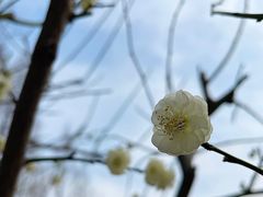 -新虹桥中心花园