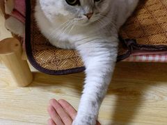 -艾贝尔宠物诊疗