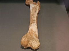 -北京周口店北京人遗址博物馆