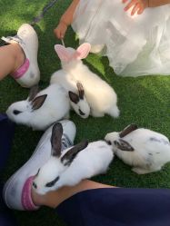 -萌宠亲子动物乐园(槐房万达店)