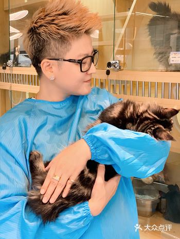 野兽山峰猫咖有只会接客的缅因噢️