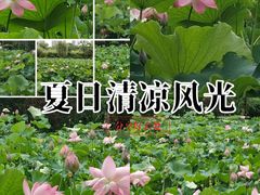 -八大山人梅湖景区