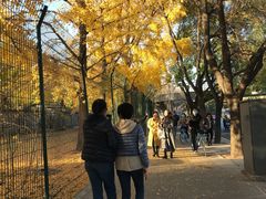 -三里屯东五街银杏大道