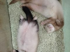 -藦茜花园宠物主题亲子互动体验馆(国顺东路店)