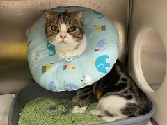 -佳雯宠物医院(四明中路分院)