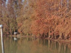 -上海海湾国家森林公园