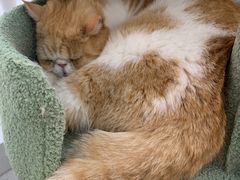 -喵园·猫主题咖啡厅·撸猫·猫咖(国贸店)