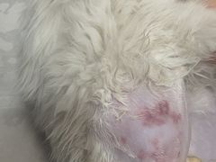 -米苏动物医院·犬猫专科·骨科外科内窥镜