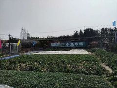 -小鱼草莓采摘园农家乐·小鱼餐厅