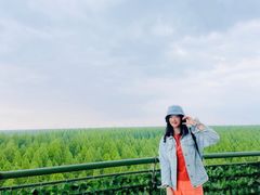 -黄海国家森林公园