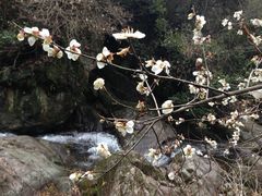 -东天目山风景区