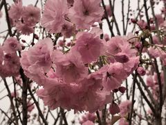 -天适樱花悠乐园