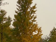 -永定河休闲森林公园