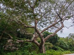-广东惠东海龟国家级自然保护区