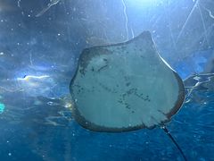 -上海海洋水族馆