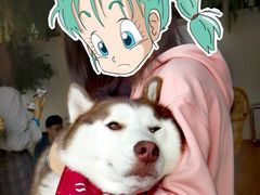 -Husky Go! 哈士奇体验馆·宠物咖啡厅狗咖