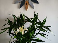 -循礼门鲜花花市(武汉循礼门店)