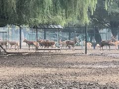 -北京麋鹿生态实验中心