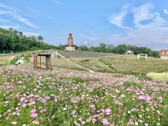 -大塘金香草谷