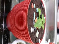 android_upload_pic-八婆婆烧仙草(中山路店)