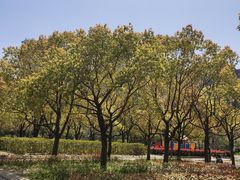 -新江湾城公园