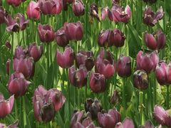 -长春公园(普阳街道)