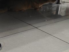 -瑞鹏宠物医院·内科·中兽医·骨科(苗圃店)