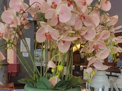 -八府香鸭·啫啫煲(华山路店)