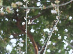 -荔枝公园(福田区)