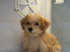 -翊宠yipet猫狗购宠庄园犬舍•猫舍