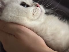 -欣宠猫屋·矮脚拿破仑·蓝金金渐层