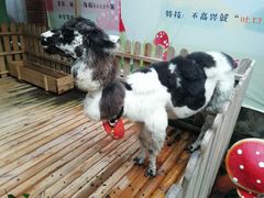-佟小曼手工茶饼坊(鼓浪屿1店)