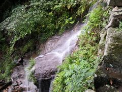 -天目山大树王景区