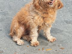 -守英猪脏粉(仓桥街店)