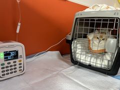 -瑞派福兴宠物医院犬猫全科·骨科·中西医结合(河东店)