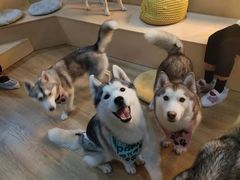 -Husky Go! 哈士奇体验馆·宠物咖啡厅狗咖