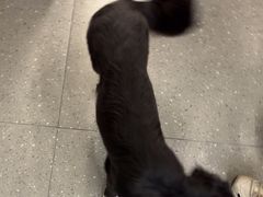 -瑞派伍一宠物医院·眼科·骨科·猫科转诊中心(马王堆院)