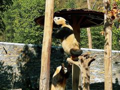 -卧龙中华大熊猫苑神树坪基地