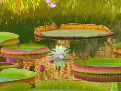 -国家植物园南园