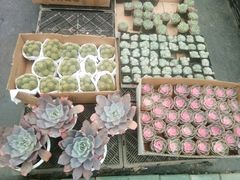 -龙大花卉苗木市场
