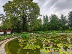 -莲花池公园