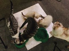 -喵店&猫咖