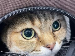 -北京赛佳动物医院