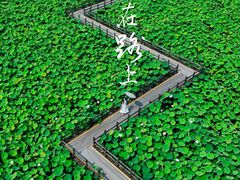 -绍兴镜湖国家城市湿地公园