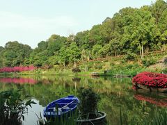 -深圳仙湖植物园